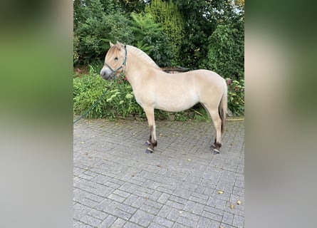 Caballo del fiordo noruego (Fjord), Yegua, 1 año, 138 cm, Bayo