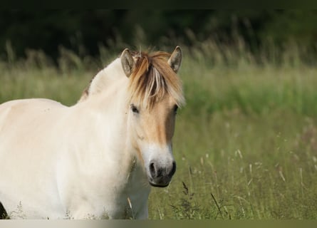 Caballo del fiordo noruego (Fjord), Yegua, 1 año, 139 cm, Bayo