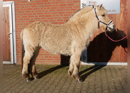 Caballo del fiordo noruego (Fjord), Yegua, 25 años, 141 cm