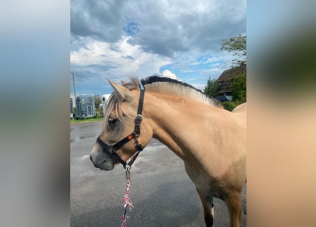 Caballo del fiordo noruego (Fjord), Yegua, 4 años, 140 cm, Castaño claro