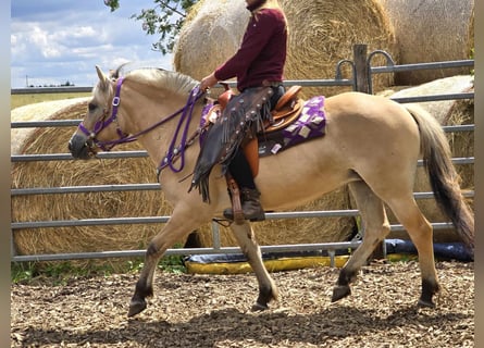 Caballo del fiordo noruego (Fjord), Yegua, 4 años, 147 cm, Bayo