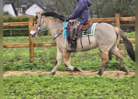 Caballo del fiordo noruego (Fjord) Mestizo, Yegua, 5 años, 151 cm, Bayo