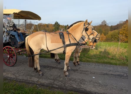 Caballo del fiordo noruego (Fjord), Yegua, 5 años, 157 cm, Bayo