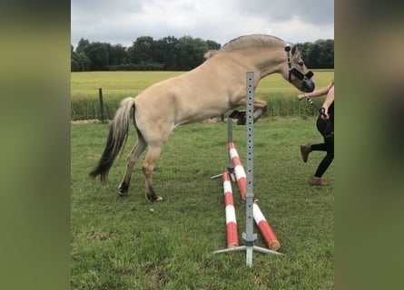 Caballo del fiordo noruego (Fjord), Yegua, 6 años, 144 cm, Palomino