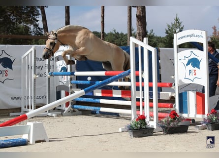 Caballo del fiordo noruego (Fjord), Caballo castrado, 3 años, 141 cm, Bayo