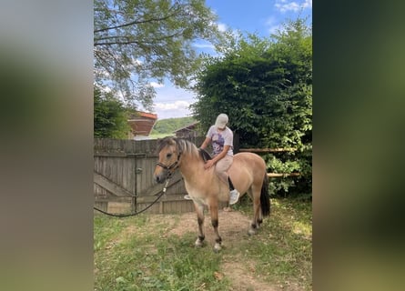 Caballo del fiordo noruego (Fjord), Caballo castrado, 3 años, 145 cm, Bayo