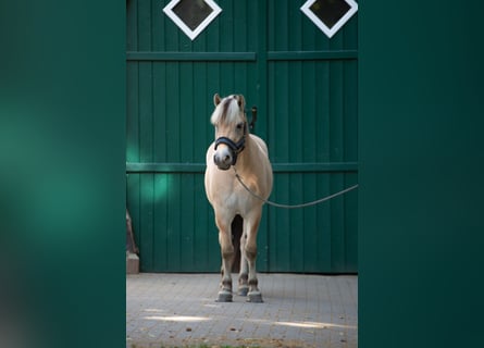 Caballo del fiordo noruego (Fjord), Caballo castrado, 3 años, 147 cm, Bayo