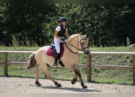 Caballo del fiordo noruego (Fjord), Caballo castrado, 4 años, 147 cm, Bayo