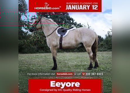 Caballo del fiordo noruego (Fjord) Mestizo, Caballo castrado, 5 años, 160 cm, Bayo