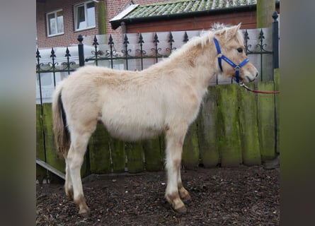 Caballo del fiordo noruego (Fjord), Semental, 1 año, 121 cm