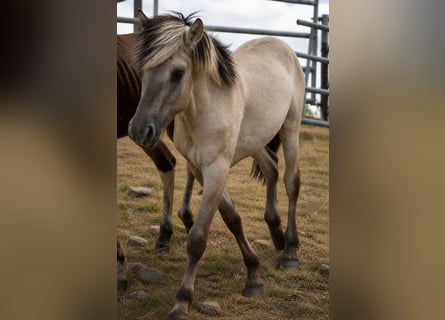 Caballo del fiordo noruego (Fjord), Semental, 1 año, 125 cm, Tordo