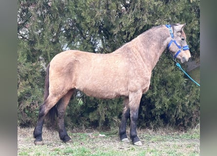 Caballo del fiordo noruego (Fjord) Mestizo, Semental, 9 años, 138 cm, Buckskin/Bayo