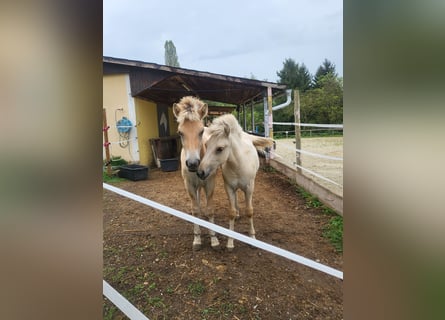 Caballo del fiordo noruego (Fjord), Yegua, 1 año, 145 cm, Bayo