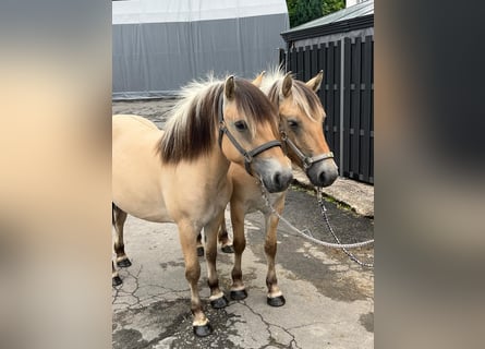 Caballo del fiordo noruego (Fjord), Yegua, 3 años, 140 cm, Bayo
