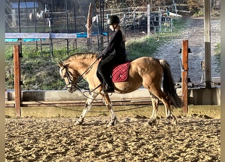 Caballo del fiordo noruego (Fjord), Yegua, 4 años, 135 cm, Bayo