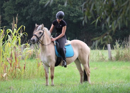 Caballo del fiordo noruego (Fjord), Yegua, 4 años, 145 cm, Bayo