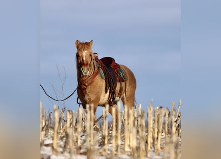 Caballo del fiordo noruego (Fjord) Mestizo, Yegua, 4 años, 155 cm, Red Dun/Cervuno