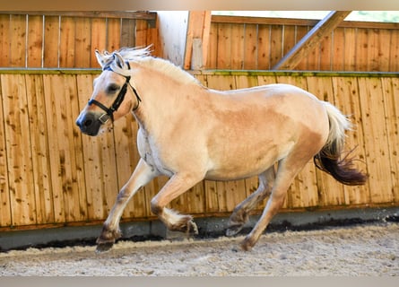 Caballo del fiordo noruego (Fjord), Yegua, 4 años, Bayo