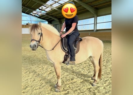 Caballo del fiordo noruego (Fjord), Yegua, 6 años, 140 cm, Bayo