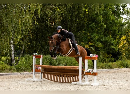 Caballo deportivo polaco, Caballo castrado, 10 años, 167 cm, Castaño