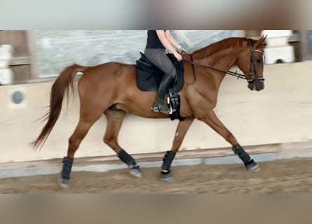 Caballo deportivo polaco, Caballo castrado, 12 años, 175 cm, Alazán