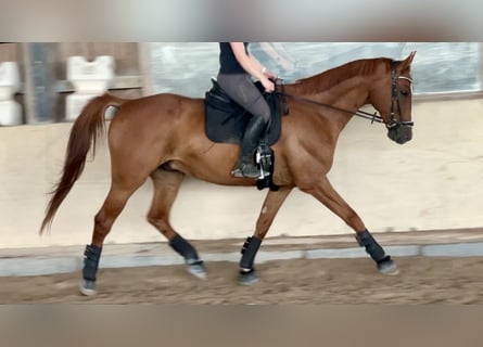 Caballo deportivo polaco, Caballo castrado, 12 años, 175 cm, Alazán