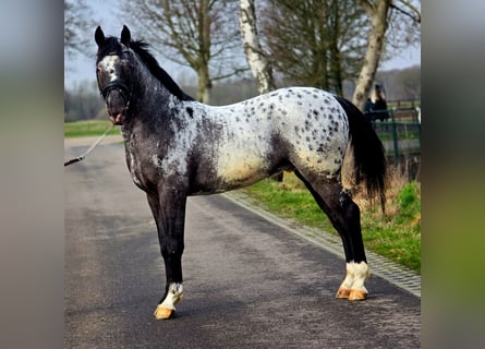 Caballo deportivo polaco, Caballo castrado, 3 años, 164 cm, Atigrado/Moteado