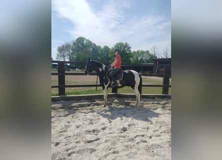 Caballo deportivo polaco, Caballo castrado, 5 años, 162 cm, Pío