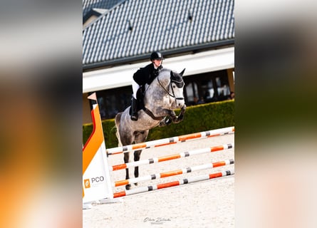 Caballo deportivo polaco, Caballo castrado, 5 años, 165 cm, Tordo