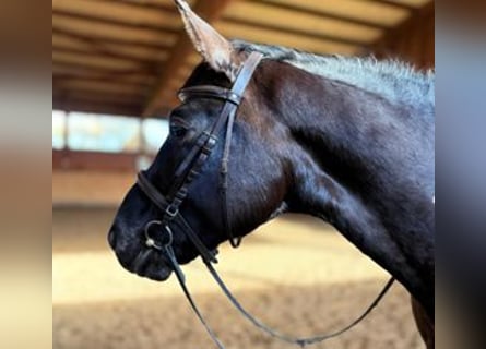 Caballo deportivo polaco, Caballo castrado, 6 años, 160 cm, Negro