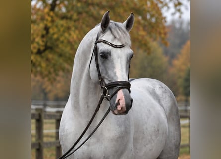 Caballo deportivo polaco, Caballo castrado, 6 años, 172 cm, Tordo
