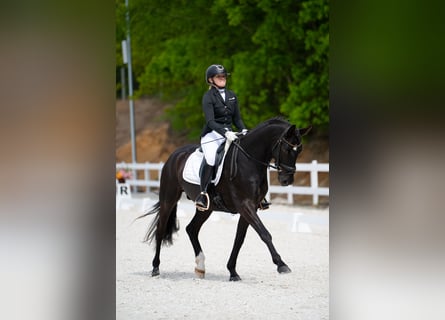 Caballo deportivo polaco, Caballo castrado, 7 años, 160 cm, Negro