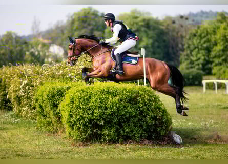 Caballo deportivo polaco, Caballo castrado, 9 años, 167 cm, Castaño rojizo