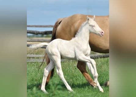 Caballo deportivo polaco, Semental, 1 año, 167 cm, Cremello