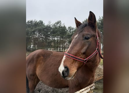 Caballo deportivo polaco, Semental, 6 años, 160 cm, Castaño