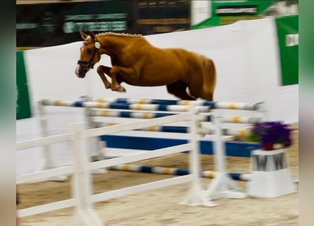 Caballo deportivo polaco, Yegua, 3 años, 164 cm, Palomino