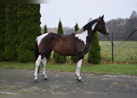 Caballo deportivo polaco, Yegua, 4 años, 159 cm, Pío