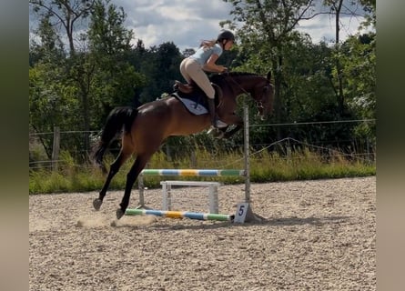 Caballo deportivo polaco, Yegua, 5 años, 168 cm, Castaño oscuro