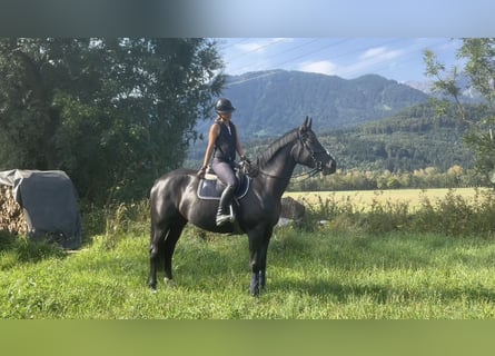 Caballo deportivo polaco, Yegua, 5 años, 170 cm, Negro