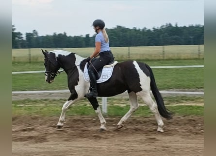Caballo deportivo polaco, Yegua, 8 años, 160 cm