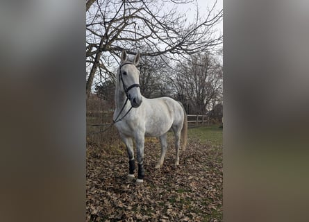 Caballo deportivo polaco, Yegua, 8 años, 170 cm, Tordo
