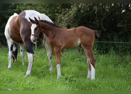 Caballo deportivo polaco, Yegua, Potro (06/2026), Castaño
