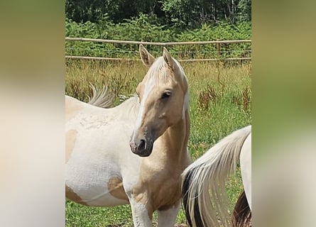 Caballo indio americano, Caballo castrado, 3 años, 152 cm, Pío