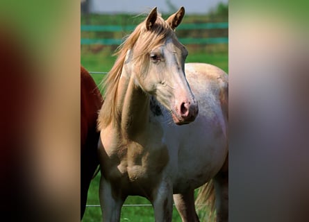 Caballo indio americano, Yegua, 2 años, 152 cm, Champán