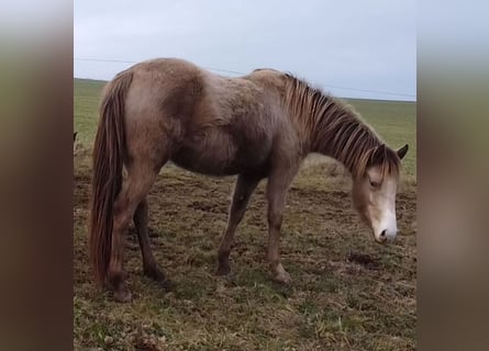 Caballo indio americano, Yegua, 3 años, 150 cm, Champán