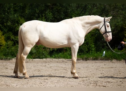 Caballo Kinsky Mestizo, Caballo castrado, 6 años, 162 cm, Perlino