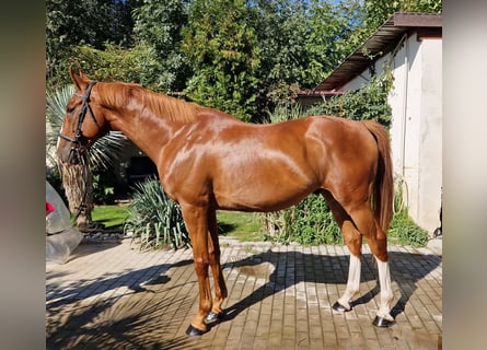 Caballo Kinsky, Caballo castrado, 7 años, 168 cm, Alazán-tostado