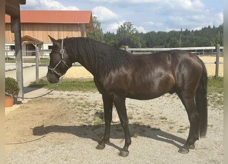 Caballo Leonharder, Caballo castrado, 2 años, 157 cm, Negro