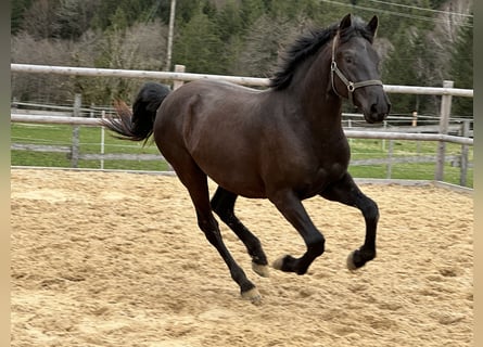 Caballo Leonharder, Caballo castrado, 3 años, 155 cm, Negro