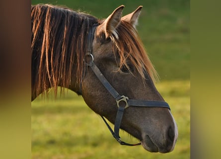 Caballo Leonharder, Semental, 2 años, 152 cm, Bayo